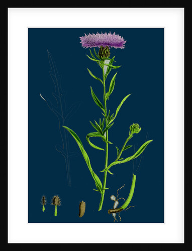 Centaurea Nigra, Var. Decipiens; Black Knapweed, Var. B. by Anonymous