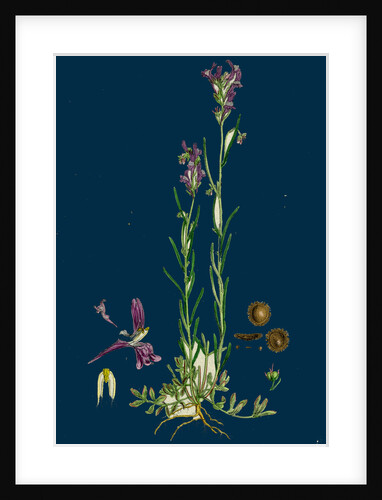 Linaria Pelisseriana; Jersey Toadflax by Anonymous