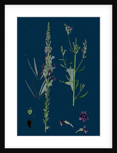 Linaria Purpurea; Purple Toadflax by Anonymous