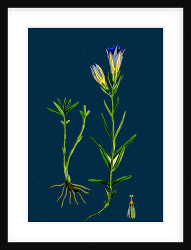 Gentiana Pneumonanthe; Calathian Violet by Anonymous