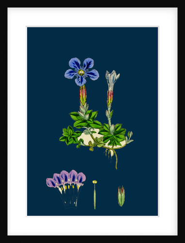 Gentiana Verna; Spring Gentian by Anonymous