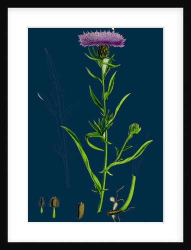 Centaurea Nigra, Var. Decipiens; Black Knapweed, Var. B. by Anonymous