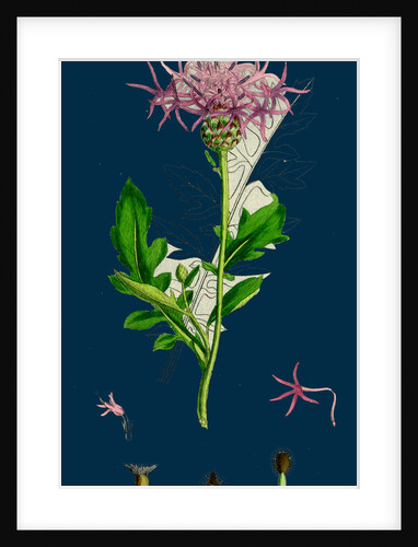 Centaurea Scabiosa; Greater Knapweed by Anonymous