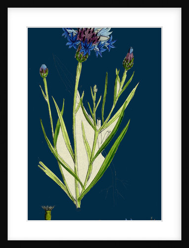 Centaurea Cyanus; Blue-Bottle by Anonymous
