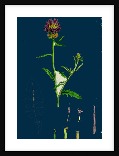 Centaurea Aspera; Rough Star-Thistle by Anonymous