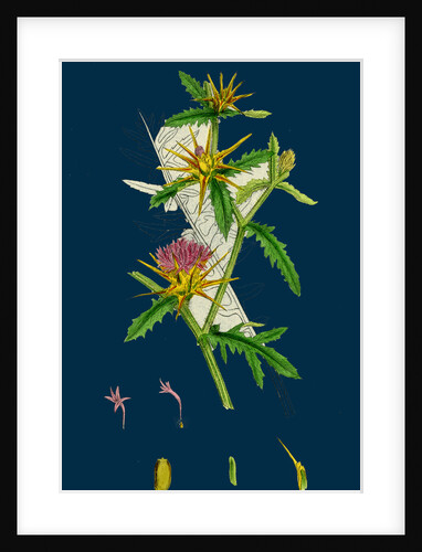 Centaurea Calcitrapa; Star-Thistle by Anonymous