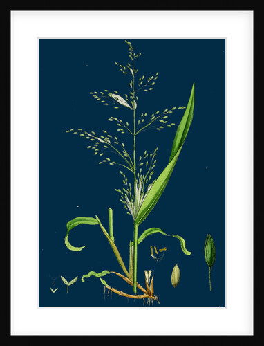 Milium Effusum; Wood Millet-Grass by Anonymous