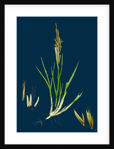 Spartina Stricta; Twin-Spiked Cord-Grass by Anonymous
