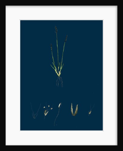 Chamagrostis Minima; Early Sand-Grass by Anonymous