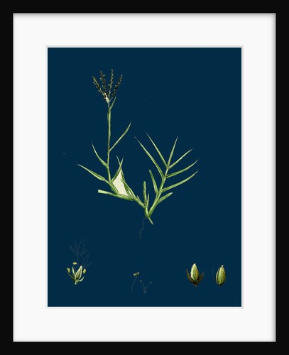 Cynodon Dactylon; Creeping Dog's-Tooth-Grass by Anonymous