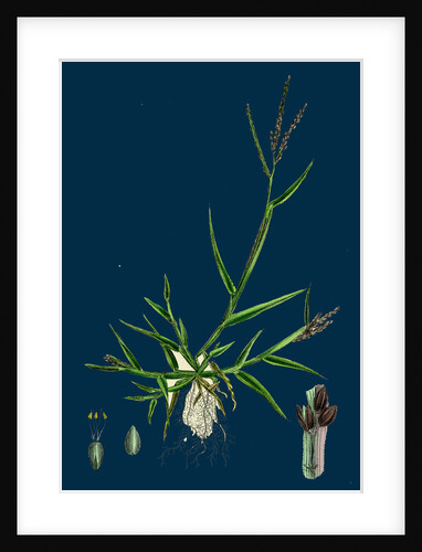 Digitaria Humifusa; Glabrous Finger-Grass by Anonymous