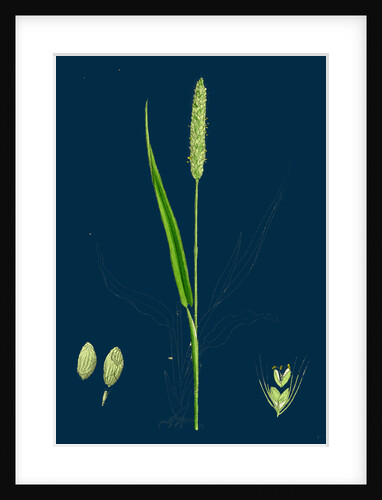 Setaria Viridis; Green Bristle-Grass by Anonymous