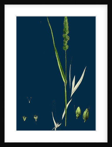 Setaria Verticillata; Rough Bristle-Grass by Anonymous