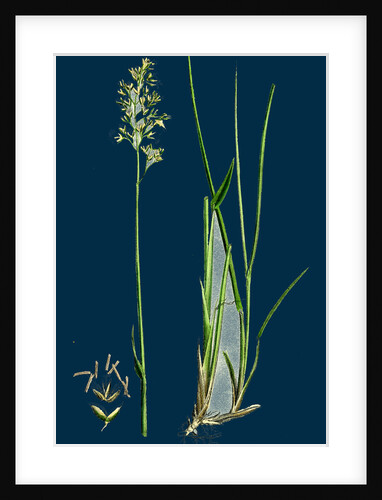 Hierochloe Borealis; Northern Holy-Grass by Anonymous