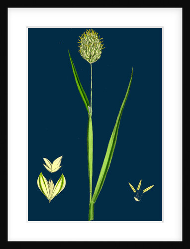 Phalaris Canariensis; Canary-Grass by Anonymous
