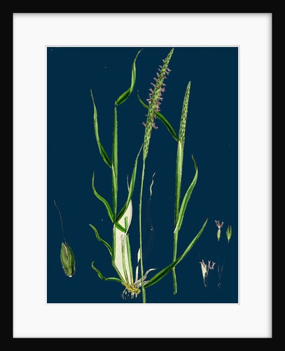 Alopecurus Agrestis; Slender Fox-Tail-Grass by Anonymous