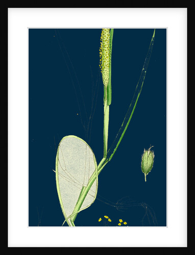 Alopecurus Fulvus; Orange Anthered Fox-Tail-Grass by Anonymous