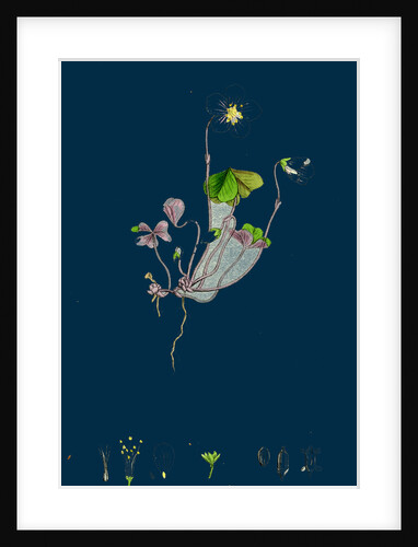 Oxalis Acetosella; Wood Sorrel by Anonymous