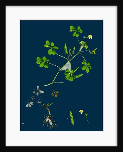 Oxalis Corniculata; Procumbent Yellow Sorrel by Anonymous
