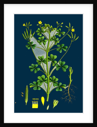 Oxalis Stricta; Upright Yellow Sorrel by Anonymous