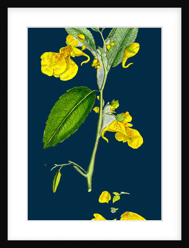 Impatiens Noli-Me-Tangere; Yellow Balsam by Anonymous