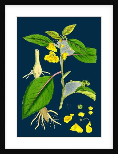 Impatiens Fulva; Orange Balsam by Anonymous