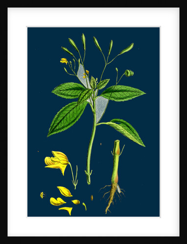 Impatiens Parviflora; Small Balsam by Anonymous