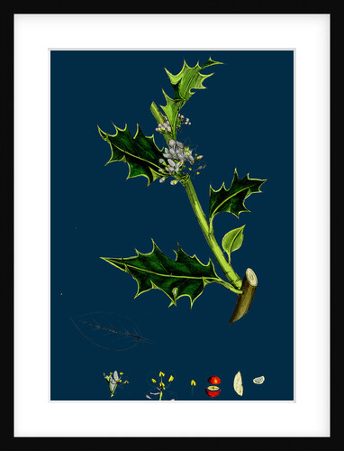 Ilex Aquifolium; Common Holly by Anonymous