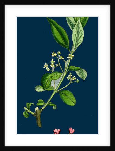 Euonynius Europeus; Spindle Tree by Anonymous