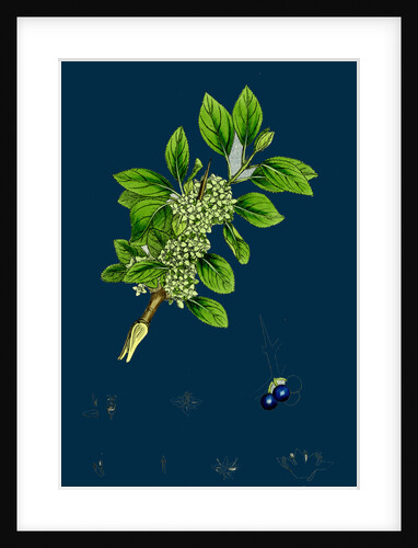 Rhamnus Catharticus; Purging Buckthorn by Anonymous