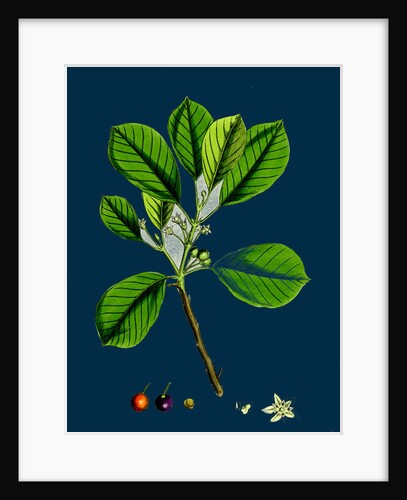 Rhamnus Frangula; Berry-Bearing Alder by Anonymous