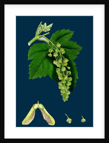 Acer Pseudo-Platanus; Sycamore by Anonymous