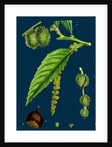 Castanea Vulgaris; Sweet Chestnut by Anonymous