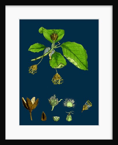 Fagus Sylvatica; Common Beech by Anonymous