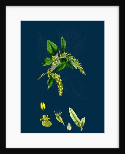 Carpinus Betulus; Hornbeam by Anonymous