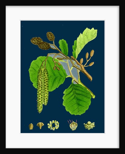 Alnus Glutinosa; Common Alder by Anonymous