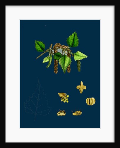 Betula Verrucosa; White Birch by Anonymous