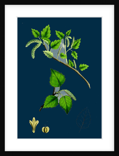 Betula Glutinosa; Common Birch by Anonymous