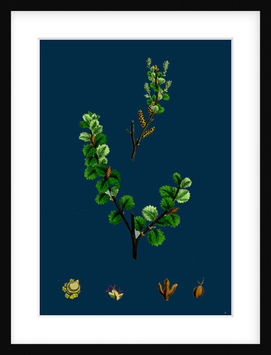 Betula Nana; Dwarf Birch by Anonymous