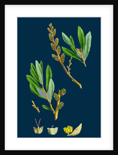 Myrica Gale; Bog-Myrtle by Anonymous
