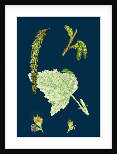 Populus Eu-Alba; White Poplar by Anonymous