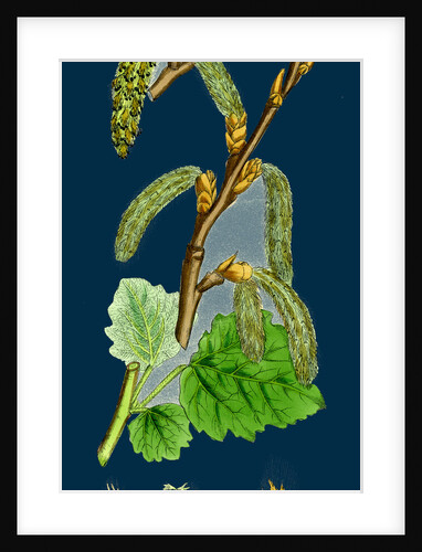 Populus Canescens; Gray Poplar by Anonymous