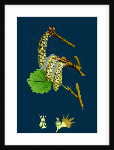 Populus Tremula; Aspen by Anonymous