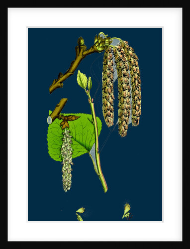 Populus Nigra; Black Poplar by Anonymous