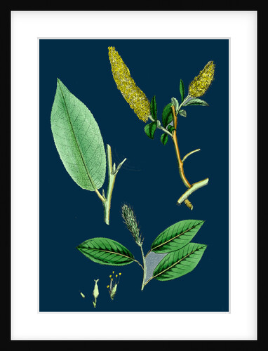 Salix Pentandra; Bay-Leaved Willow by Anonymous