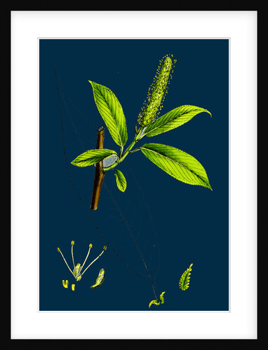 Salix Cuspidata, Mas; Pointed-Leaved Willow, Male by Anonymous