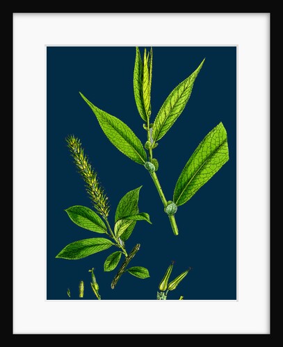 Salix Cuspidata, Foemina; Pointed-Leaved Willow, Female by Anonymous