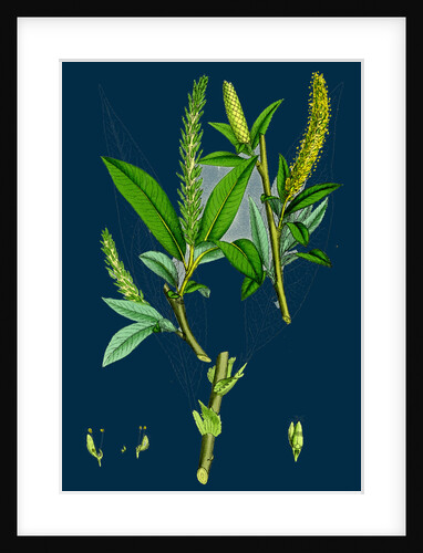 Salix Fragilis, Var. Genuina; Crack Willow by Anonymous