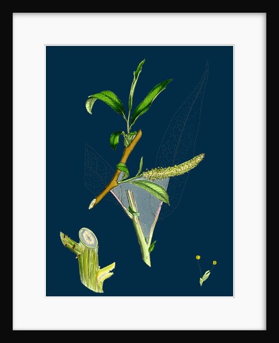 Salix Fragilis, Var. Decipiens; White Welsh Willow by Anonymous