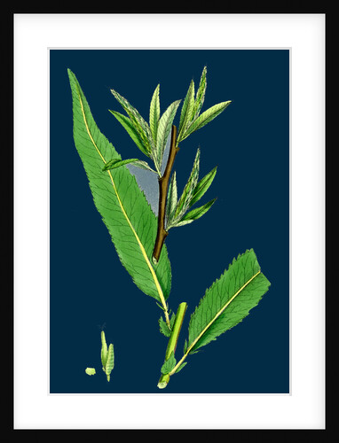 Salix Viridis; Bedford Willow by Anonymous